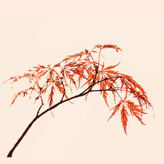 Autumn Leaves